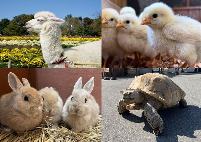 【アトレ亀戸×東武動物公園×ビオレ】アトレ亀戸の屋上にて「ふれあい動物園」を5/5（月・祝）＆5/6（火・振休）に開催！