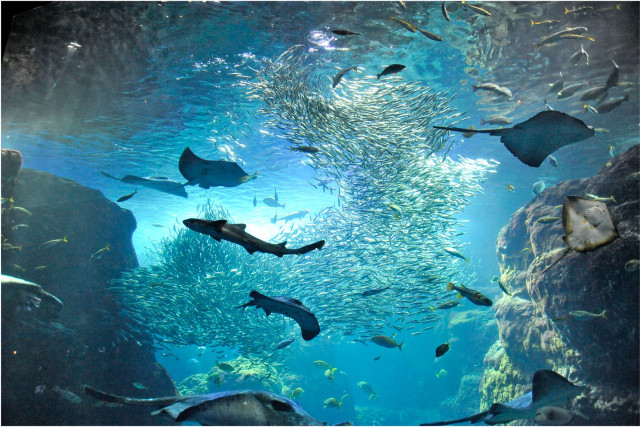 【神奈川・横浜DC特別企画】神奈川県内の水族館で「奇跡の瞬間コンテスト！」を実施します！