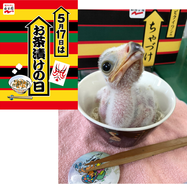 5月17日＝お茶漬けの日は、ヘビクイワシ「ちゃづけ」ちゃんが主役！　永谷園×東武動物公園「ちゃづけ」ちゃん誕生日コラボイベント開催