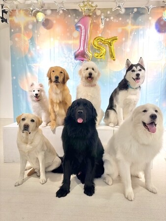 大型犬カフェPawsFanが開業1周年。サモエド「いろは」が新加入、GWイベントも開催