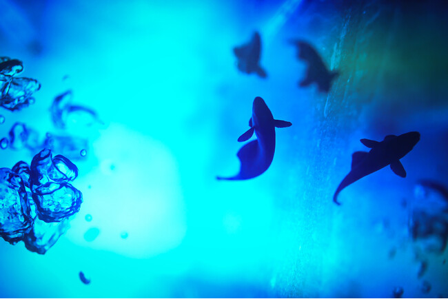 THE GALLERYセレクション展水咲 奈々　写真展「Gradually」を開催