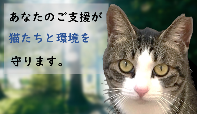 のら猫の避妊・去勢手術を支援　ＴＮＲ活動を支えるクラウドファンディング開始