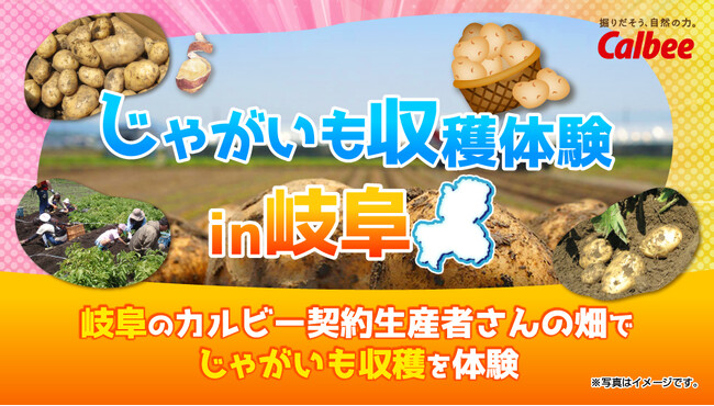 3年連続！岐阜県の契約生産者の畑でファンミ-ティングを開催Calbee『Fan With! Project』～じゃがいも収穫体験 in 岐阜～