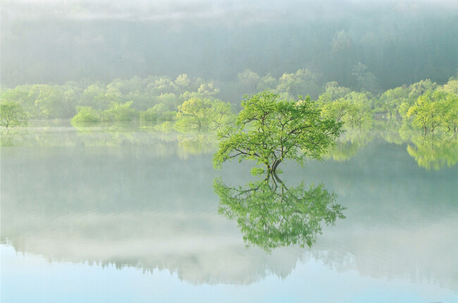 【山形・飯豊町】GWは春だけの絶景「白川湖の水没林」へ！GW期間限定で赤湯駅発着のシャトルバスを運行