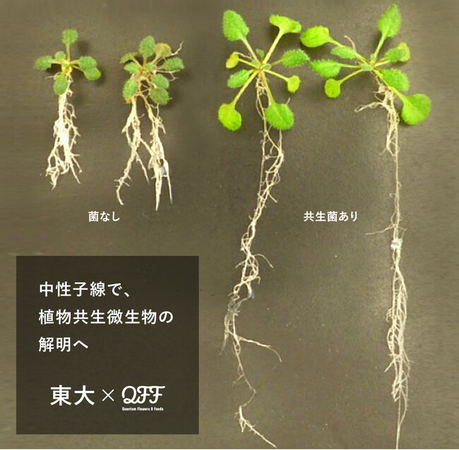 【東京大学 晝間研究室×QFF】中性子線を活用した植物共生微生物の研究を開始