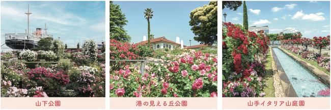 横浜の街が“バラ”色に染まる１ヶ月！詳細決定！　【横浜ローズウィーク２０２６】５月２日（土）スタート！　港・西洋館・公園・街歩き・グルメまで、横浜ならではの“バラの街歩き”を展開