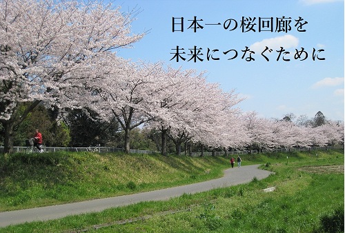 散策できる日本一長い桜回廊を未来へつなぐためのクラウドファンディング［第2弾］を実施します