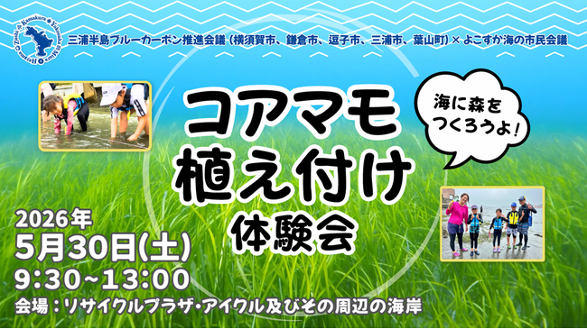 三浦半島4市1町ブルーカーボンプロジェクト「コアマモ植え付け体験会」開催！