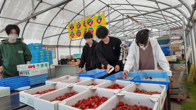【城西国際大学】地域と歩んで3年目へ。山武のいちごプロジェクトが築いた、地域課題解決のカタチ