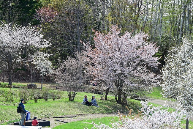 春の花々が続々開花中！5/9（土）～17（日）「シラネアオイと春の野の花まつり」開催！（国営滝野すずらん丘陵公園）