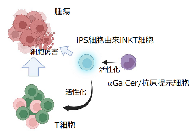 iPS細胞由来NKT細胞を用いた新規細胞療法の有効性を前臨床研究で確認 ―抗原提示細胞との併用で、患者ごとのがんに反応するT細胞を強く引き出す可能性―