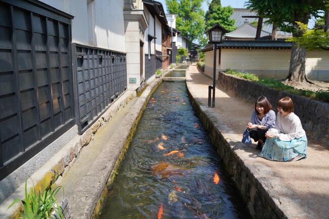 【岐阜県飛騨市】飛騨古川に春を告げる“鯉の里帰り”。1,000匹とふれあう「瀬戸川エサやり体験」が待望の再開！～400年の歴史を持つ水路で、新緑と鯉の躍動に包まれる散策を