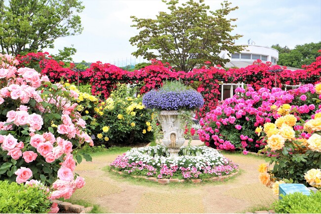 花のステージは、藤の花からローズガーデンへ『５００種２５００株の華やかなバラがまもなく見頃を迎えます！』