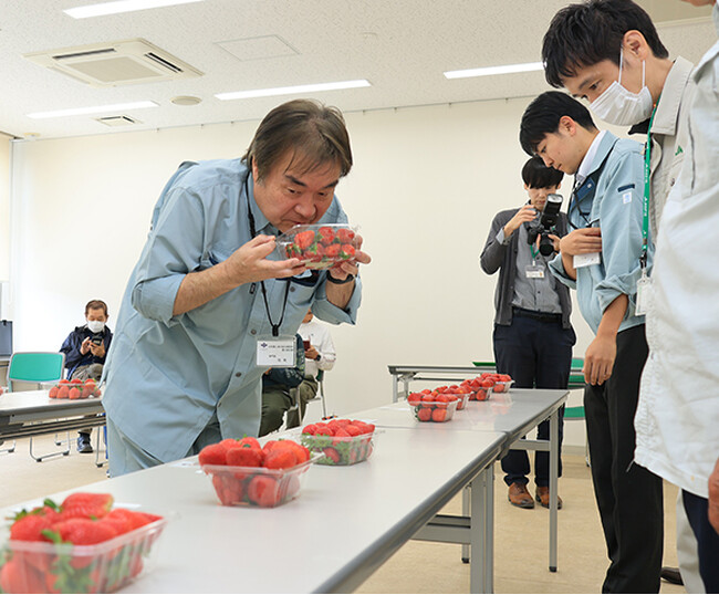 手間暇かけて育てられた高槻産露地イチゴの品評会が開催