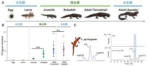 アカハライモリのフグ毒はササラダニに由来していた ―陸上での毒獲得経路を初めて解明―
