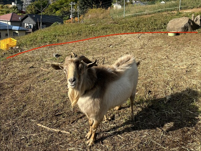 「草刈りヤギちゃん」除草実績を公開