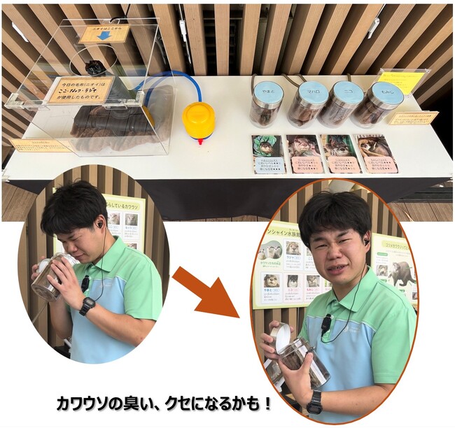 見て、聴いて、嗅いで、触れて！かわいいだけではない生き物のリアルを体験して学べる展示を実施中「世界ペンギン・カワウソの日2026 in サンシャイン水族館」～世界カワウソの日編～*6月7日（日）まで*