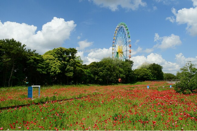 シャーレーポピー見頃です（国営ひたち海浜公園）