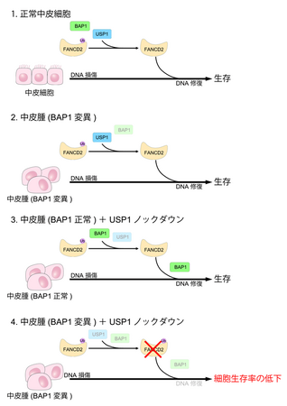 悪性中皮腫の新たな治療戦略につながる分子機構を発見