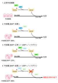 【東京工科大学】悪性中皮腫の新たな治療戦略につながる分子機構を発見―原因遺伝子BAP1変異細胞の弱点を同定―