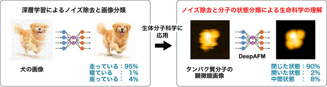 深層学習で原子間力顕微鏡画像からタンパク質の構造状態が推定可能に ～分子シミュレーション×AIで顕微鏡画像を高精度に解釈～