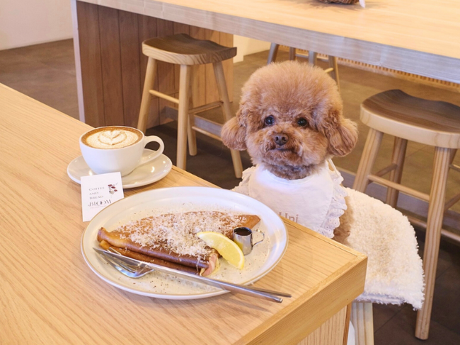 フォロワー1万人達成！「東京DOG SPOT」本格始動--神奈川版と合わせて500店舗以上を紹介する愛犬おでかけメディアへ