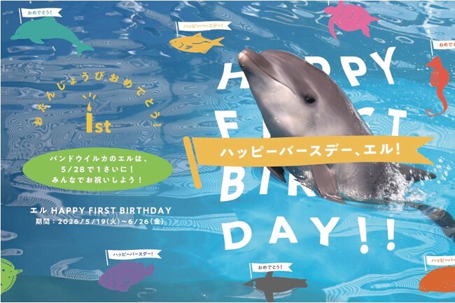【仙台うみの杜水族館】うみの杜初のバンドウイルカの赤ちゃん、ついに１才！『エル HAPPY FIRST BIRTHDAY』【２０２６年５月１９日（火）～２０２６年６月２６日（金）】