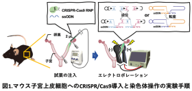 【中部大学】ウイルスを使わずマウス体内で「巨大な染色体再編成」の誘導・修復に成功ー疾患モデル作製とDNA修復研究の新たな基盤へー