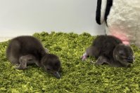 【すみだ水族館】新たに2羽のきょうだいが仲間入り
マゼランペンギンの赤ちゃん「きび」「だんご」が誕生