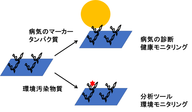 RNAとDNAの組み合わせにより核酸アプタマーの分子認識を調節できることを発見