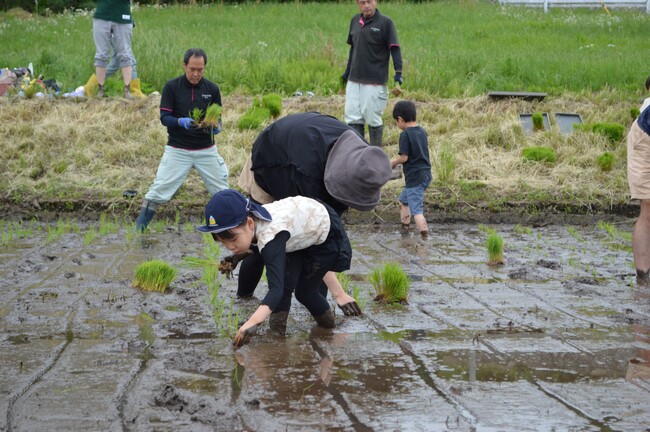つくば市で田植え体験　稲刈りまでの連続企画スタート　5月23日（土）〔茨城 栃木〕