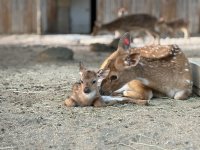 東武動物公園に新しい仲間が加わりました　アクシスジカの赤ちゃんが誕生しました。