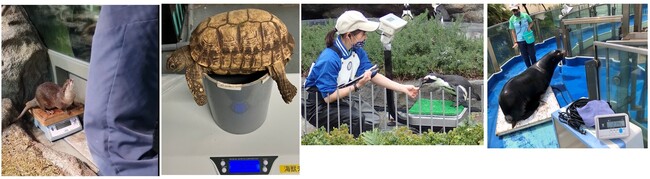 サンシャイン水族館いきものディスカバリー通信vol.27*5月20日は「世界計量記念日」サンシャイン水族館で暮らす生き物たちの体重測定とその裏で光る飼育スタッフの生き物へのケア
