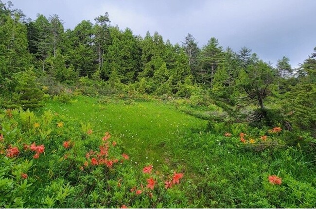 【岐阜県飛騨市】普段は入れない秘境の新たな魅力を発見する「深洞湿原」限定モニターツアー！絶景展望台＆太古の森を独占体験