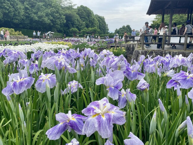 やまと花ごよみ202６「にぎわいマルシェin馬見花菖蒲」を開催します！