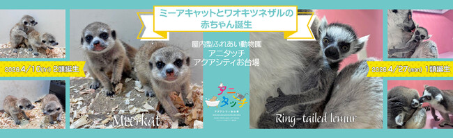 屋内型ふれあい動物園「アニタッチ アクアシティお台場」ミーアキャットとワオキツネザルの赤ちゃんが誕生！