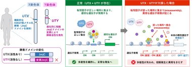 【横浜市立大学】Y染色体は消えない？―ヒト発生を支える新機能を発見