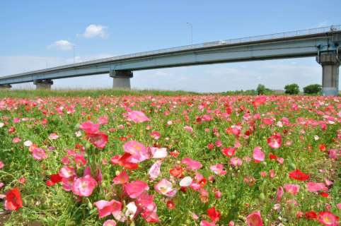 江戸川に満開のポピーを見に行こう!5月30日(土)に江戸川松戸フラワーライン春の花まつりを開催