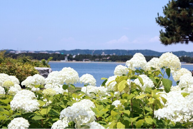 【横浜・八景島シーパラダイス】県内最大級、２万株のあじさいが咲き誇る！『第２６回 八景島あじさい祭』【２０２６年６月６日（土）～２８日（日）】