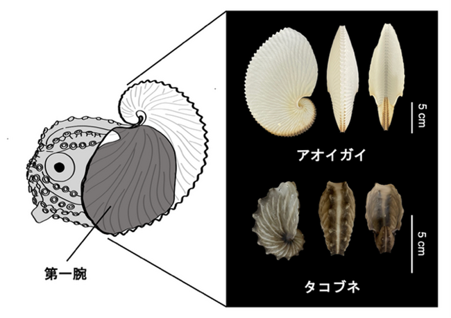 【和歌山高専】「偽貝殻」を持つタコ・カイダコ類の200年間の謎に迫る～生体鉱物の微細構造解析が明らかにした石灰質卵鞘の実態～