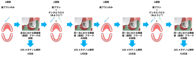 糸ようじ(R)による歯間清掃が口腔内細菌叢を健全なバランスに導く可能性を確認