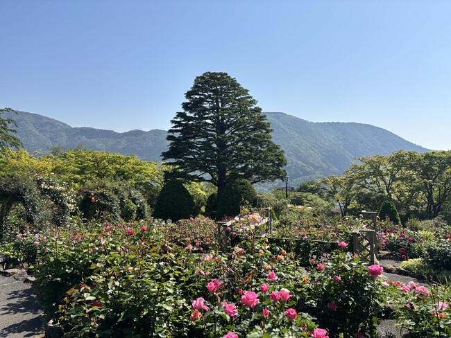 箱根強羅公園でバラが見頃を迎えました!