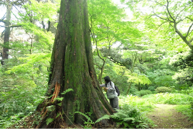 【国立科学博物館】皇居で見つかった生物が累計7,982種に達する~皇居生物相調査(第III期)成果公表~