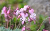 六甲高山植物園 高嶺の花コマクサ が見頃です！