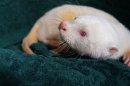 奇跡の白いカワウソさん 奇跡の白いカワウソさん