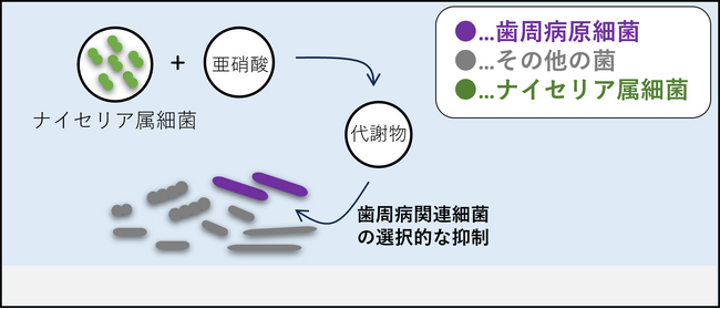 口腔内細菌が亜硝酸代謝を介して、選択的に歯周病関連細菌の増殖を抑制することを確認―「ナイセリア属細菌」が歯周病予防に役立つ“口腔内の善玉菌”である可能性を見出す―