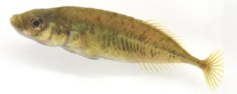 学術上“存在しない魚”だった希少淡水魚ムサシトミヨ　60年を経て、ついに「新種」として記載される