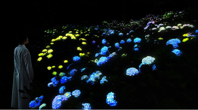 夜の植物園でアジサイが光り輝く作品《紫陽花の結晶》を初公開。『チームラボ ボタニカルガーデン 大阪』にて、6月10日(水)から