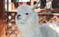東武動物公園×JIRCAS（国際農研）によるラマ（リャマ）・アルパカの共同研究をスタート