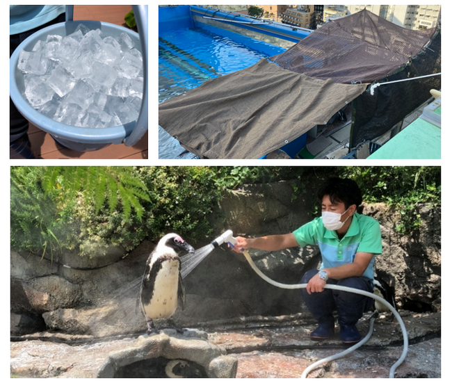 水族館の生き物も《熱中症》になることがあります！屋上に暮らす生き物を“酷暑日”の暑さから守る工夫をご紹介『サンシャイン水族館の熱中症対策2026』